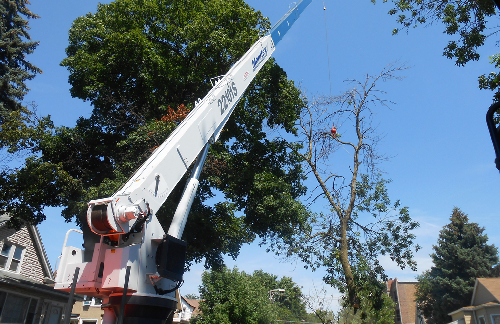 Tree monster in action